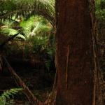 Malt Rest (Otway Park) - Rainforest walk